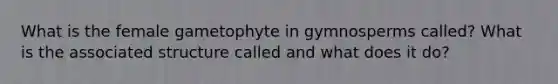 What is the female gametophyte in gymnosperms called? What is the associated structure called and what does it do?