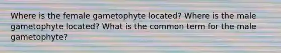 Where is the female gametophyte located? Where is the male gametophyte located? What is the common term for the male gametophyte?