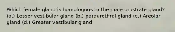 Which female gland is homologous to the male prostrate gland? (a.) Lesser vestibular gland (b.) paraurethral gland (c.) Areolar gland (d.) Greater vestibular gland