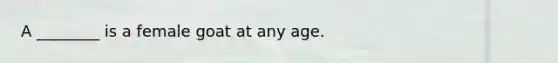 A ________ is a female goat at any age.