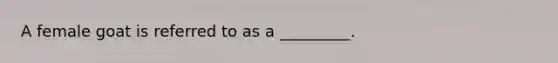 A female goat is referred to as a _________.