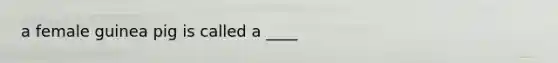 a female guinea pig is called a ____