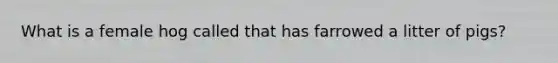What is a female hog called that has farrowed a litter of pigs?