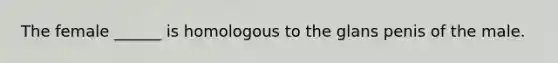 The female ______ is homologous to the glans penis of the male.