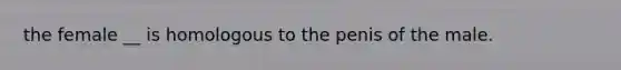 the female __ is homologous to the penis of the male.