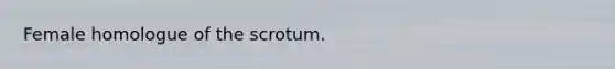 Female homologue of the scrotum.