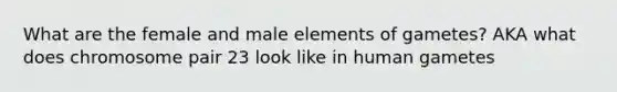 What are the female and male elements of gametes? AKA what does chromosome pair 23 look like in human gametes