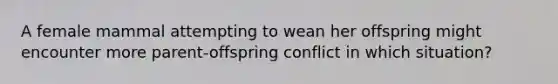 A female mammal attempting to wean her offspring might encounter more parent-offspring conflict in which situation?