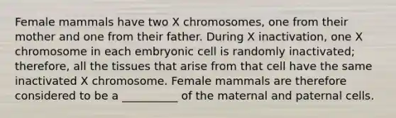 Female mammals have two X chromosomes, one from their mother and one from their father. During X inactivation, one X chromosome in each embryonic cell is randomly inactivated; therefore, all the tissues that arise from that cell have the same inactivated X chromosome. Female mammals are therefore considered to be a __________ of the maternal and paternal cells.