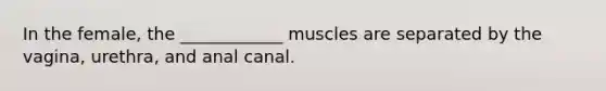 In the female, the ____________ muscles are separated by the vagina, urethra, and anal canal.