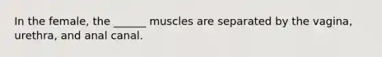 In the female, the ______ muscles are separated by the vagina, urethra, and anal canal.