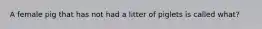 A female pig that has not had a litter of piglets is called what?