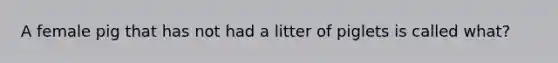 A female pig that has not had a litter of piglets is called what?