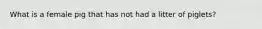 What is a female pig that has not had a litter of piglets?