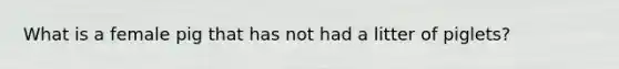 What is a female pig that has not had a litter of piglets?