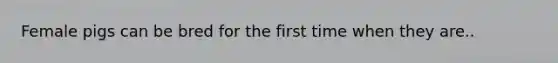 Female pigs can be bred for the first time when they are..