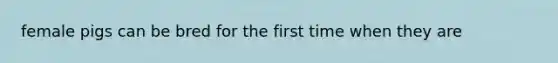 female pigs can be bred for the first time when they are