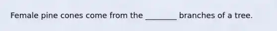 Female pine cones come from the ________ branches of a tree.