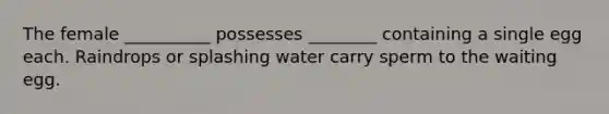 The female __________ possesses ________ containing a single egg each. Raindrops or splashing water carry sperm to the waiting egg.