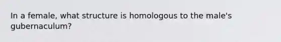 In a female, what structure is homologous to the male's gubernaculum?