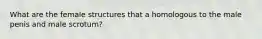 What are the female structures that a homologous to the male penis and male scrotum?