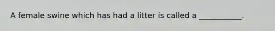 A female swine which has had a litter is called a ___________.