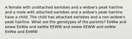 A female with unattached earlobes and a widow's peak hairline and a male with attached earlobes and a widow's peak hairline have a child. The child has attached earlobes and a non-widow's peak hairline. What are the genotypes of the parents? EeWw and eeww EeWw and eeWw EEWW and eeww EEWW and eeWw EeWw and EeWW