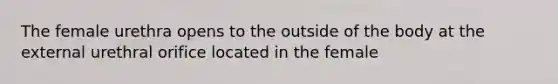 The female urethra opens to the outside of the body at the external urethral orifice located in the female