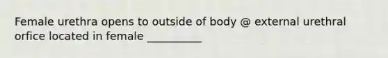 Female urethra opens to outside of body @ external urethral orfice located in female __________
