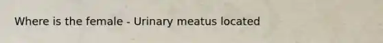 Where is the female - Urinary meatus located