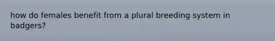 how do females benefit from a plural breeding system in badgers?