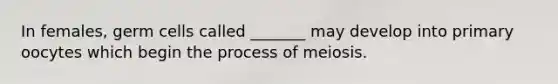 In females, germ cells called _______ may develop into primary oocytes which begin the process of meiosis.