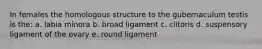 In females the homologous structure to the gubernaculum testis is the: a. labia minora b. broad ligament c. clitoris d. suspensory ligament of the ovary e. round ligament