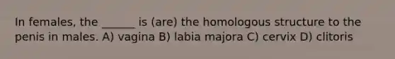 In females, the ______ is (are) the homologous structure to the penis in males. A) vagina B) labia majora C) cervix D) clitoris