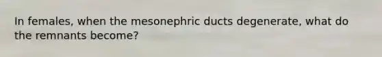 In females, when the mesonephric ducts degenerate, what do the remnants become?