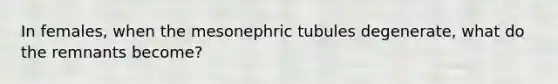 In females, when the mesonephric tubules degenerate, what do the remnants become?