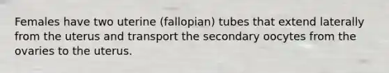 Females have two uterine (fallopian) tubes that extend laterally from the uterus and transport the secondary oocytes from the ovaries to the uterus.