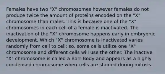 Females have two "X" chromosomes however females do not produce twice the amount of proteins encoded on the "X" chromosome than males. This is because one of the "X" chromosomes in each cell of a female is inactivated. The inactivation of the "X" chromosome happens early in embryonic development. Which "X" chromosome is inactivated varies randomly from cell to cell; so, some cells utilize one "X" chromosome and different cells will use the other. The inactive "X" chromosome is called a Barr Body and appears as a highly condensed chromosome when cells are stained during mitosis.