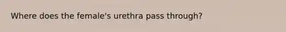 Where does the female's urethra pass through?