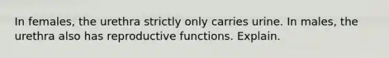 In females, the urethra strictly only carries urine. In males, the urethra also has reproductive functions. Explain.