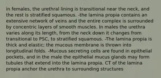 in females, the urethral lining is transitional near the neck, and the rest is stratified squamous. -the lamina propia contains an extensive network of veins and the entire complex is surrounded by concentric layers of smooth muscles. In males the urethra varies along its length, from the neck down it changes from transitional to PSC, to stratified squamous. -The lamina propia is thick and elastic; the mucous membrane is thrown into longitudinal folds. -Mucous secreting cells are found in epithelial pockets, and in the male the epithelial mucus glands may form tubules that extend into the lamina propia. CT of the lamina propia anchor the urethra to surrounding structures