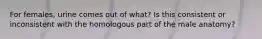 For females, urine comes out of what? Is this consistent or inconsistent with the homologous part of the male anatomy?