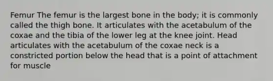 Femur The femur is the largest bone in the body; it is commonly called the thigh bone. It articulates with the acetabulum of the coxae and the tibia of the lower leg at the knee joint. Head articulates with the acetabulum of the coxae neck is a constricted portion below the head that is a point of attachment for muscle