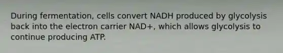 During fermentation, cells convert NADH produced by glycolysis back into the electron carrier NAD+, which allows glycolysis to continue producing ATP.