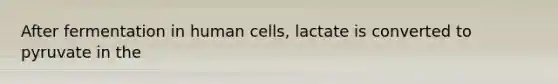 After fermentation in human cells, lactate is converted to pyruvate in the