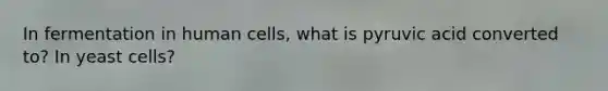 In fermentation in human cells, what is pyruvic acid converted to? In yeast cells?