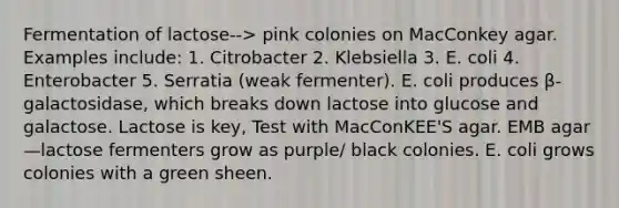 Fermentation of lactose--> pink colonies on MacConkey agar. Examples include: 1. Citrobacter 2. Klebsiella 3. E. coli 4. Enterobacter 5. Serratia (weak fermenter). E. coli produces β-galactosidase, which breaks down lactose into glucose and galactose. Lactose is key, Test with MacConKEE'S agar. EMB agar—lactose fermenters grow as purple/ black colonies. E. coli grows colonies with a green sheen.