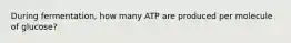 During fermentation, how many ATP are produced per molecule of glucose?