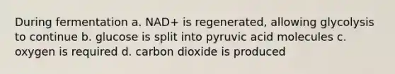 During fermentation a. NAD+ is regenerated, allowing glycolysis to continue b. glucose is split into pyruvic acid molecules c. oxygen is required d. carbon dioxide is produced