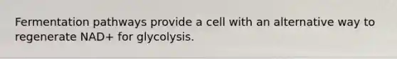 Fermentation pathways provide a cell with an alternative way to regenerate NAD+ for glycolysis.